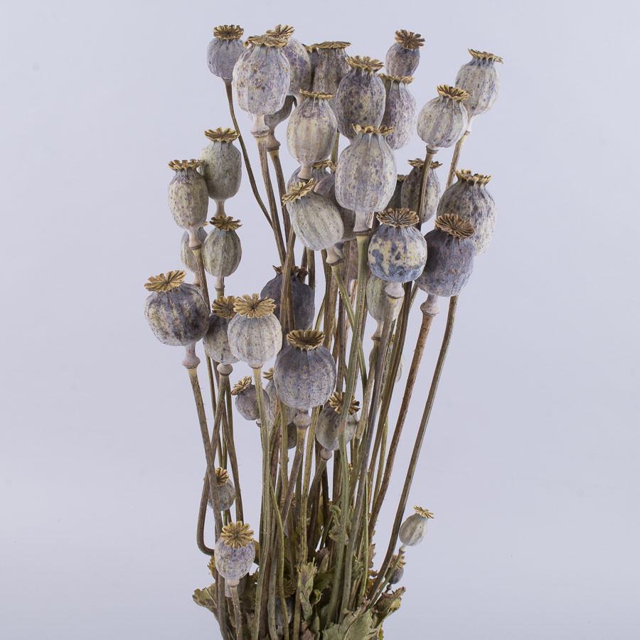 Сухоцвет мак Натуральный (2224)