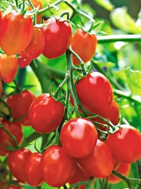 Семена Томат Рио гранде ТД Гекса-Украина 500 г 5037 (IR00816)