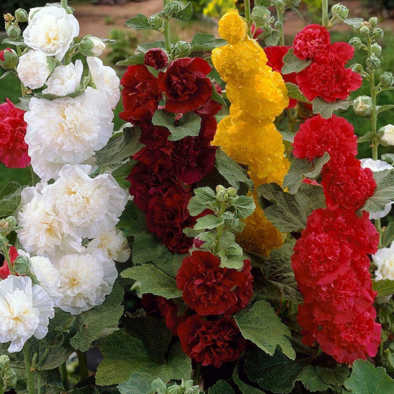 Насіння Мальва махрова Double Terry Mix 10 шт. (2519758385) - фото 4 Насіння Мальва махрова Double Terry Mix 10 шт. (2519758385) - фото 4