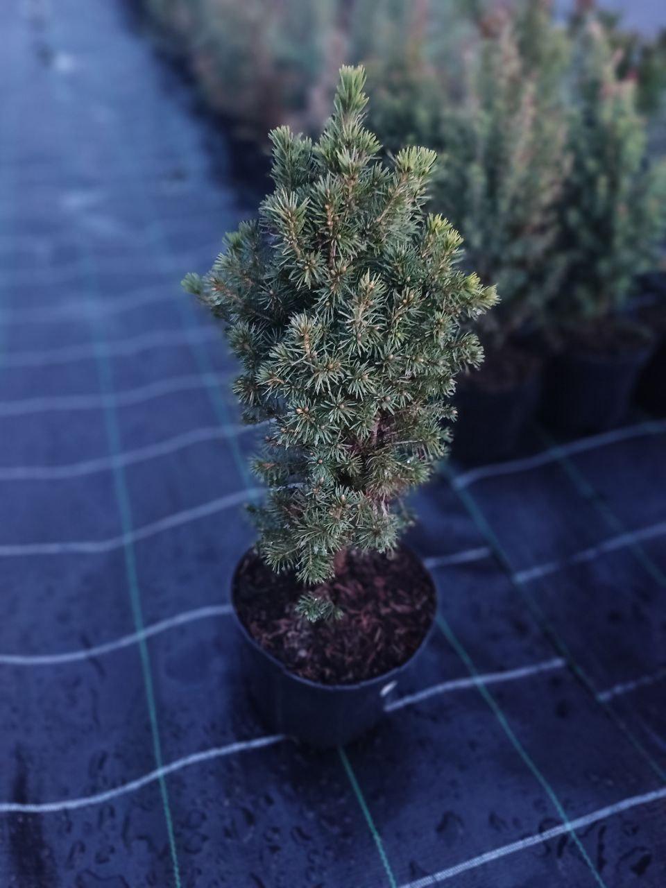 Ялинка канадська Conica Speedy в горщику (25089144)