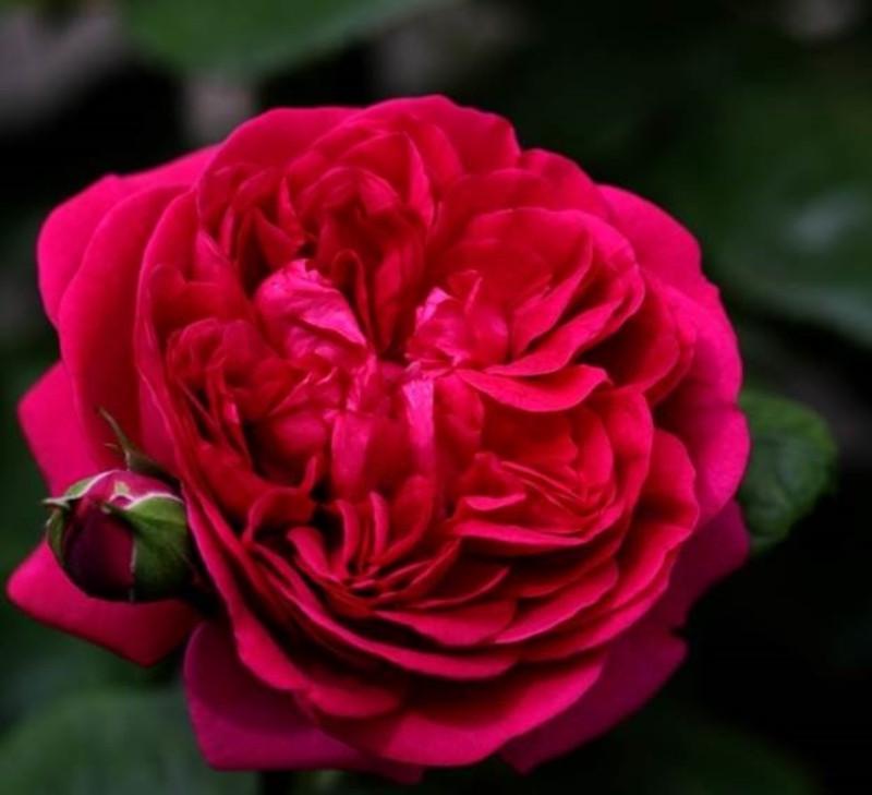 Роза Velet Thе Dark Lady в контейнере (2558773515) - фото 2