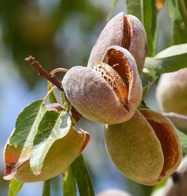 Миндаль сорт Виктория 2-летний (14896122)