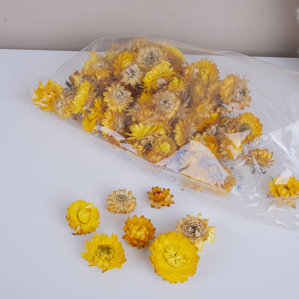 Сухоцвет гелихризум одуванчик (ST00178)