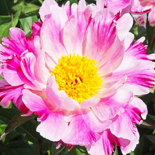 Пион Florium Pink Luau (18300)