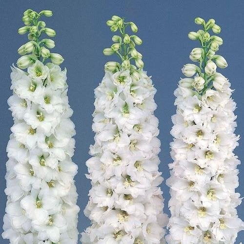 Семена цветов Дельфиниум Candle White Shades (BN10722-3)