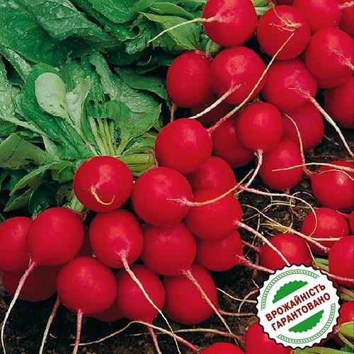 Насіння Редис Florium Селеста F1 (15908) - фото 2 Насіння Редис Florium Селеста F1 (15908) - фото 2