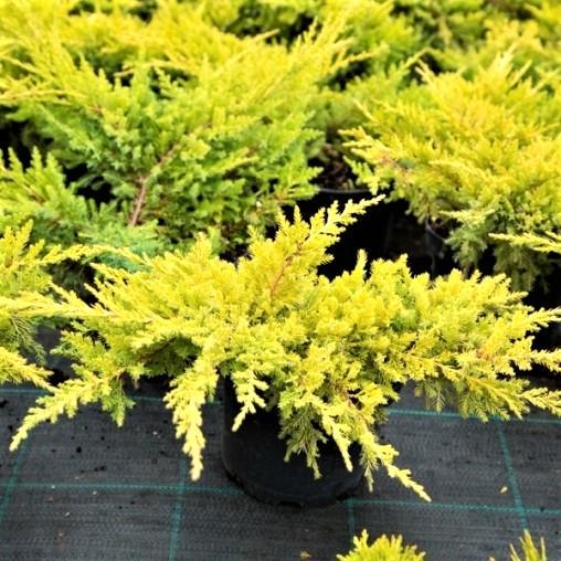 Саджанець ялівцю середнього Juniperus pfitzeriana Mordigan Gold Р9 (1449522181) Саджанець ялівцю середнього Juniperus pfitzeriana Mordigan Gold Р9 (1449522181)