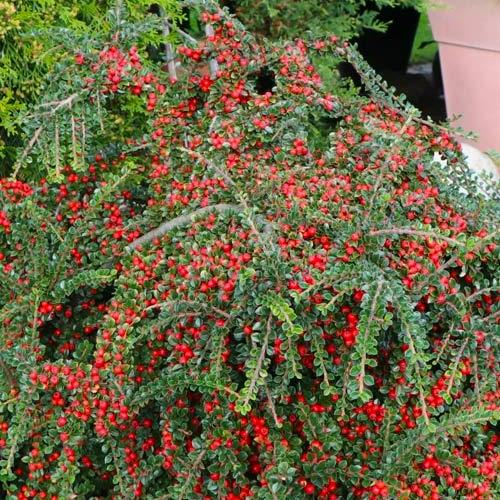 Кизильник гібридний Skogholm (29294221)