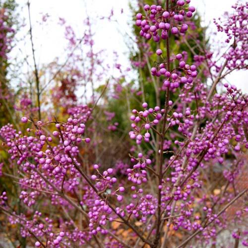 Красивоплодник Florium Бодиньера Giraldii (16522) Красивоплодник Florium Бодиньера Giraldii (16522)