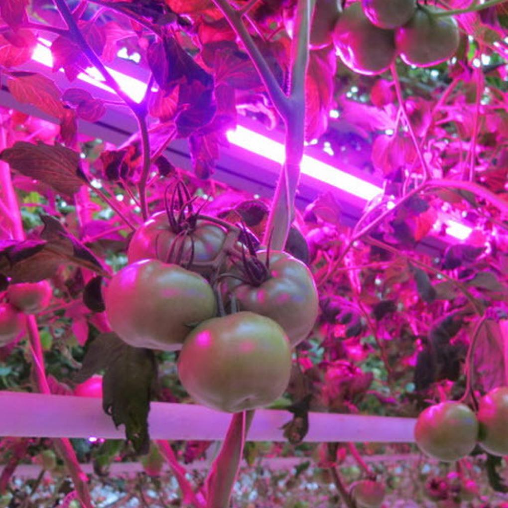 Фитосветильник подвесной светодиодный X-LED 30 Вт 620x42x43 мм (LFS-30) - фото 6 Фитосветильник подвесной светодиодный X-LED 30 Вт 620x42x43 мм (LFS-30) - фото 6