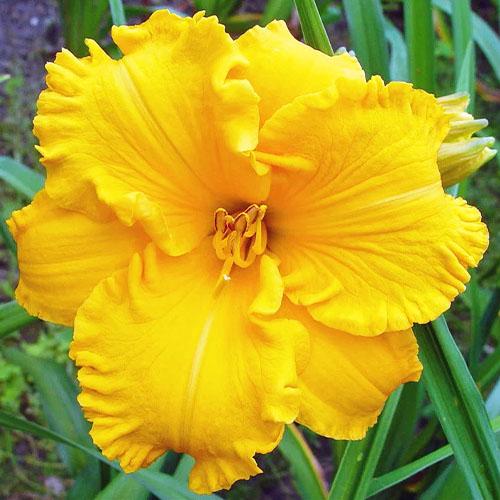 Лілійник Florium Bakabana (12919)