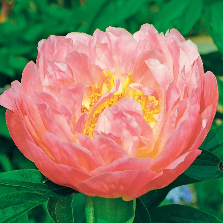 Пион Пинк Хавайян Коралл Pink Hawaiian Coral 3 шт. (38299369)