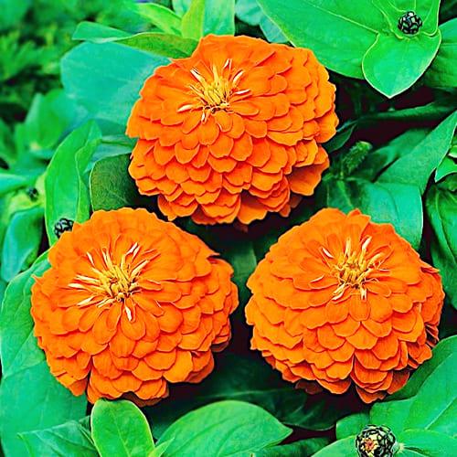 Семена Циния Florium Тигровый Глаз (17528)