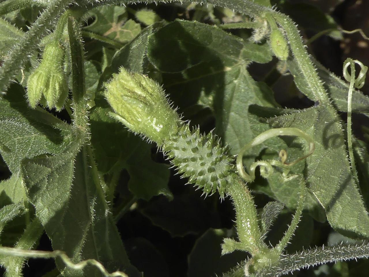 Насіння Фіцифоліуса Cucumis ficifolius 6 шт./уп. - фото 2