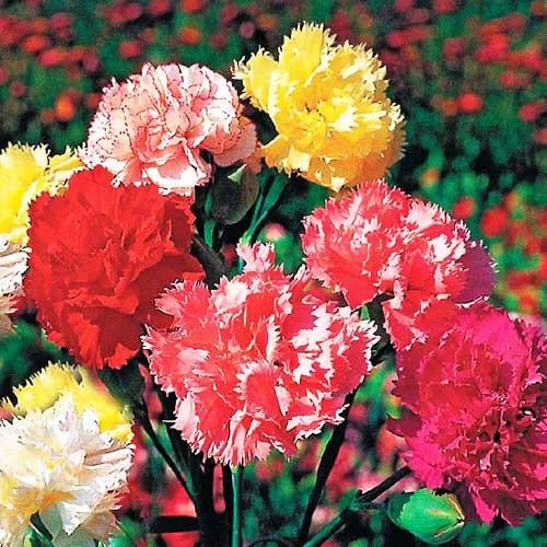 Семена Гвоздика Триумф Florium смесь