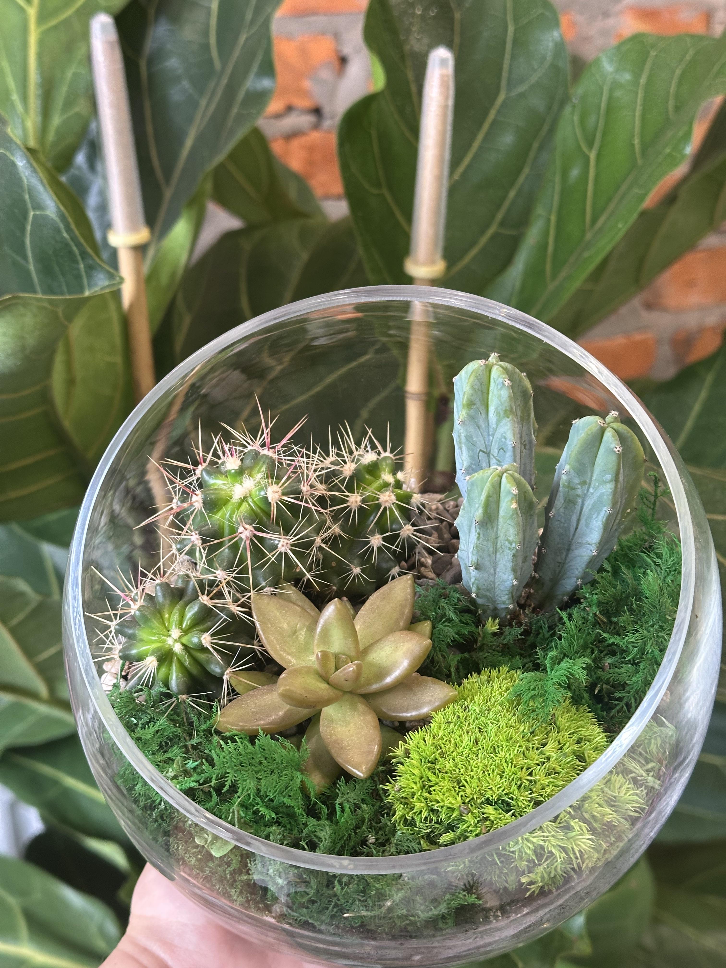 Флораріум з кактусами та сукулентом у скляній кулі (27786069)