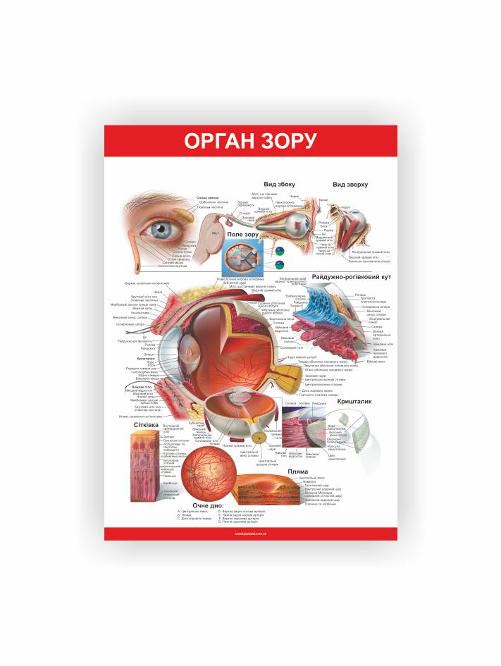 Плакат Vivay Орган зрения 30х40 см (25738018)