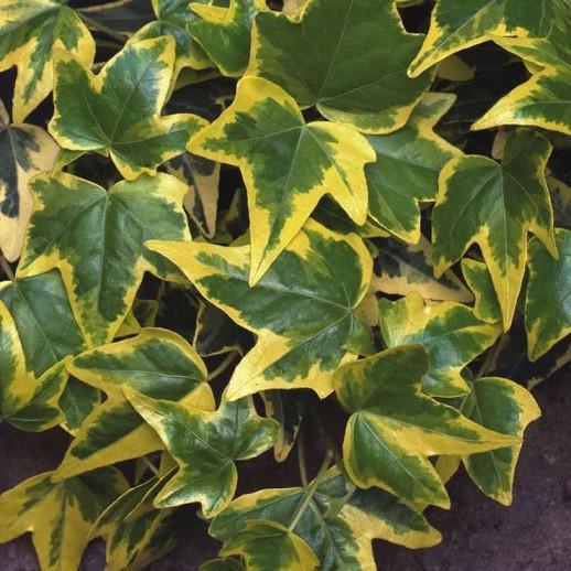 Саженцы плюща обыкновенного Голден Чайлд Р9 (646786688)