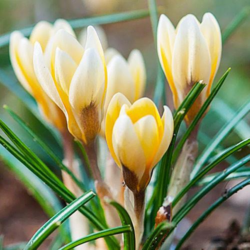 Крокус Florium Romance Florium 50 шт. (18523)