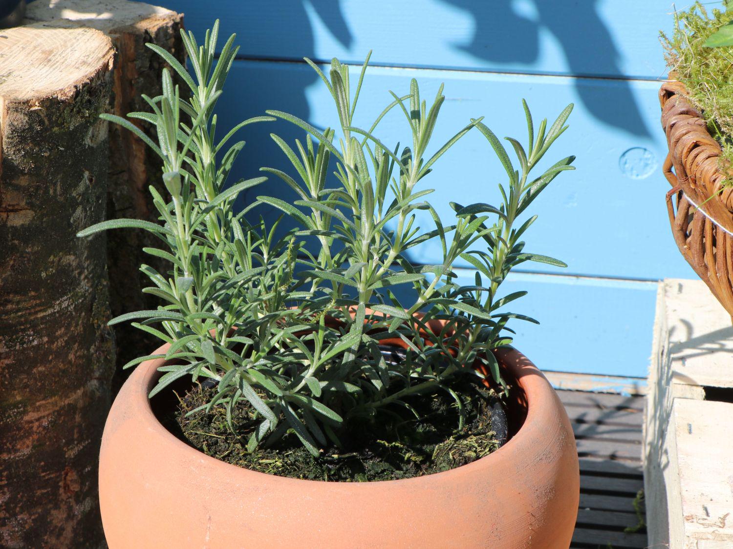 Розмарин Rosmarinus officinalis 1 шт. (38297071)