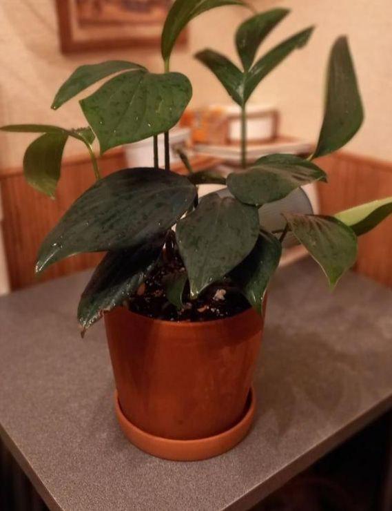 Горщик для квітів глиняний керамічний KeramaTato Сонет SO4L 20x19,5см 4 л Теракотовий - фото 6 Горщик для квітів глиняний керамічний KeramaTato Сонет SO4L 20x19,5см 4 л Теракотовий - фото 6