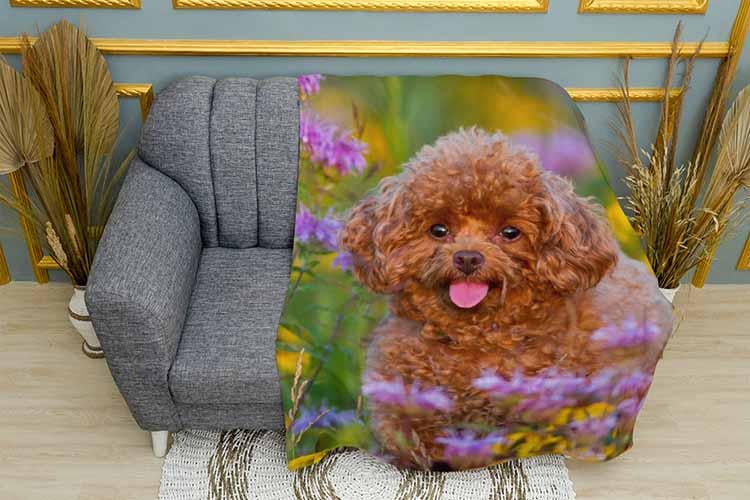 Плед Poodle in a field of flowers плюш двухслойный 150х210 см (113451-3)