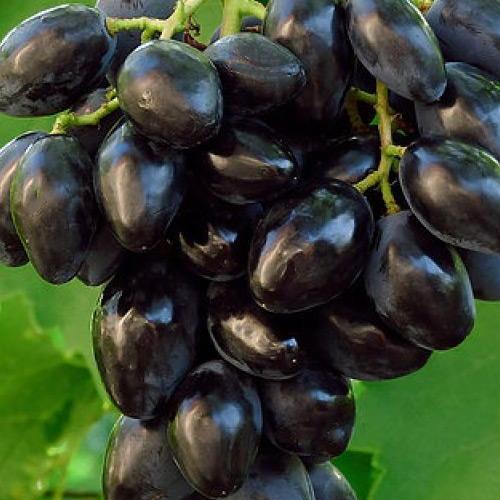 Саджанець Виноград Ромбік ультраранній великий солодкий морозостійкий (50840)