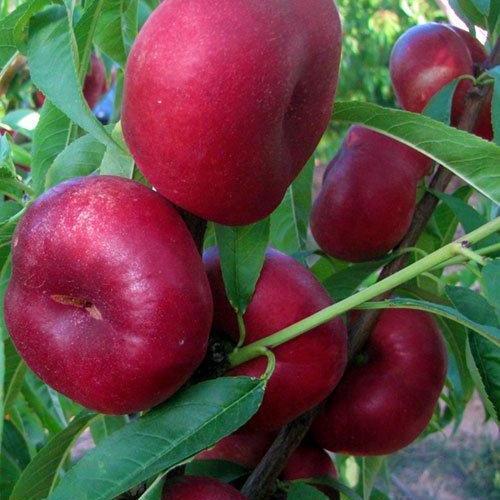 Саджанець Новинка! Інжирний нектарин пірамідальний. Донат Donat 1 саджанець в упаковці (45669)