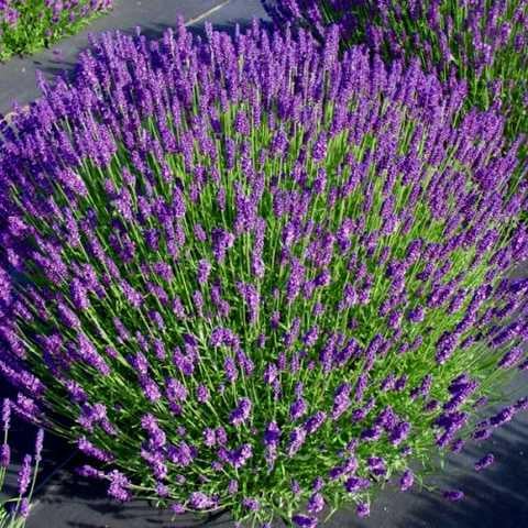 Сажанец лаванды Hidcote Цветочный сад Ат 1-летний - фото 1