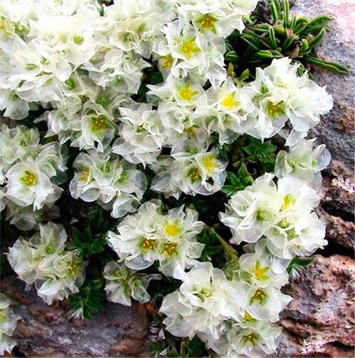 Саженцы паронихии подушевидной Р9 (1669283238)