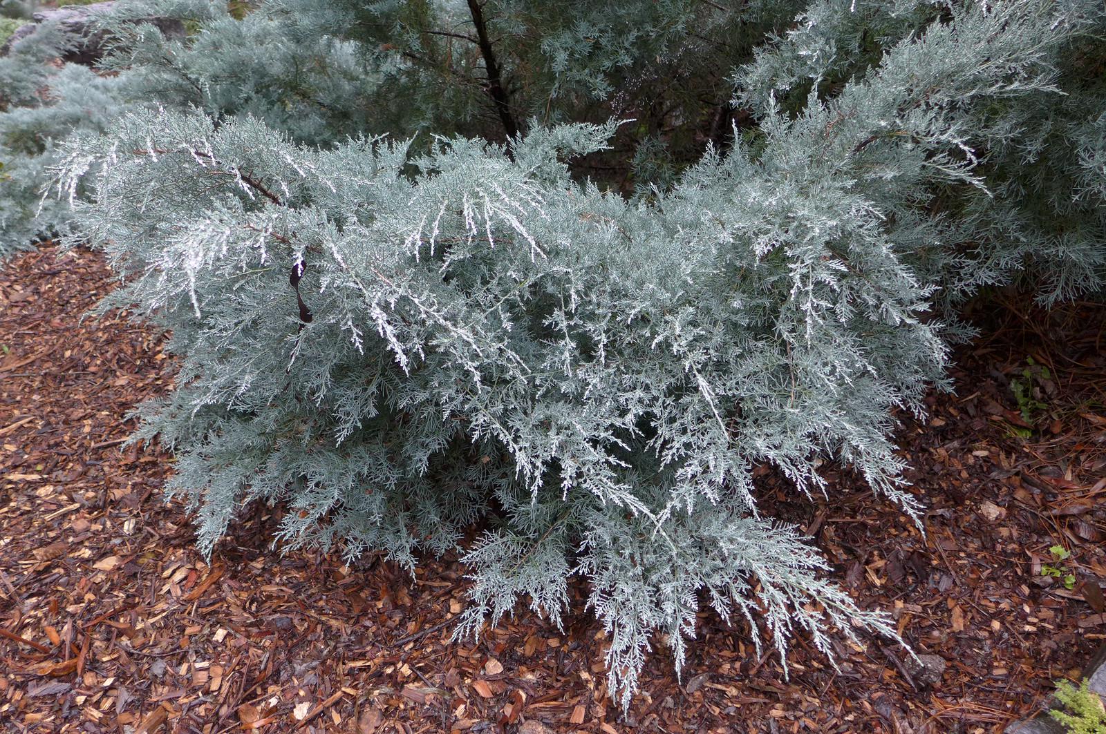 Саженец Можжевельник виргинский Грей Оул Grey Owl 5 шт.