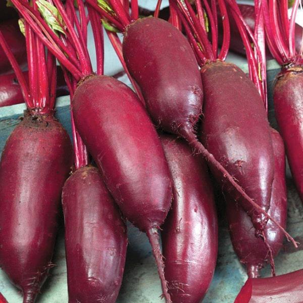 Семена Свекла Риваль 5 г ТМ Агроном ТД Гекса-Украина 01-19-142 (IR01137)