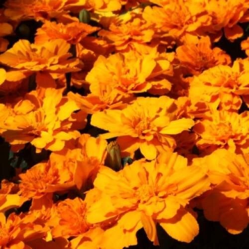 Семена цветов Floranova Бархатцы отклонены Alumia 50 шт. Deep Orange (BN10994-3)