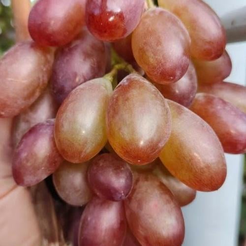 Сажанець Виноград Ейфорія великий хрусткий солодкий мускат (182410)