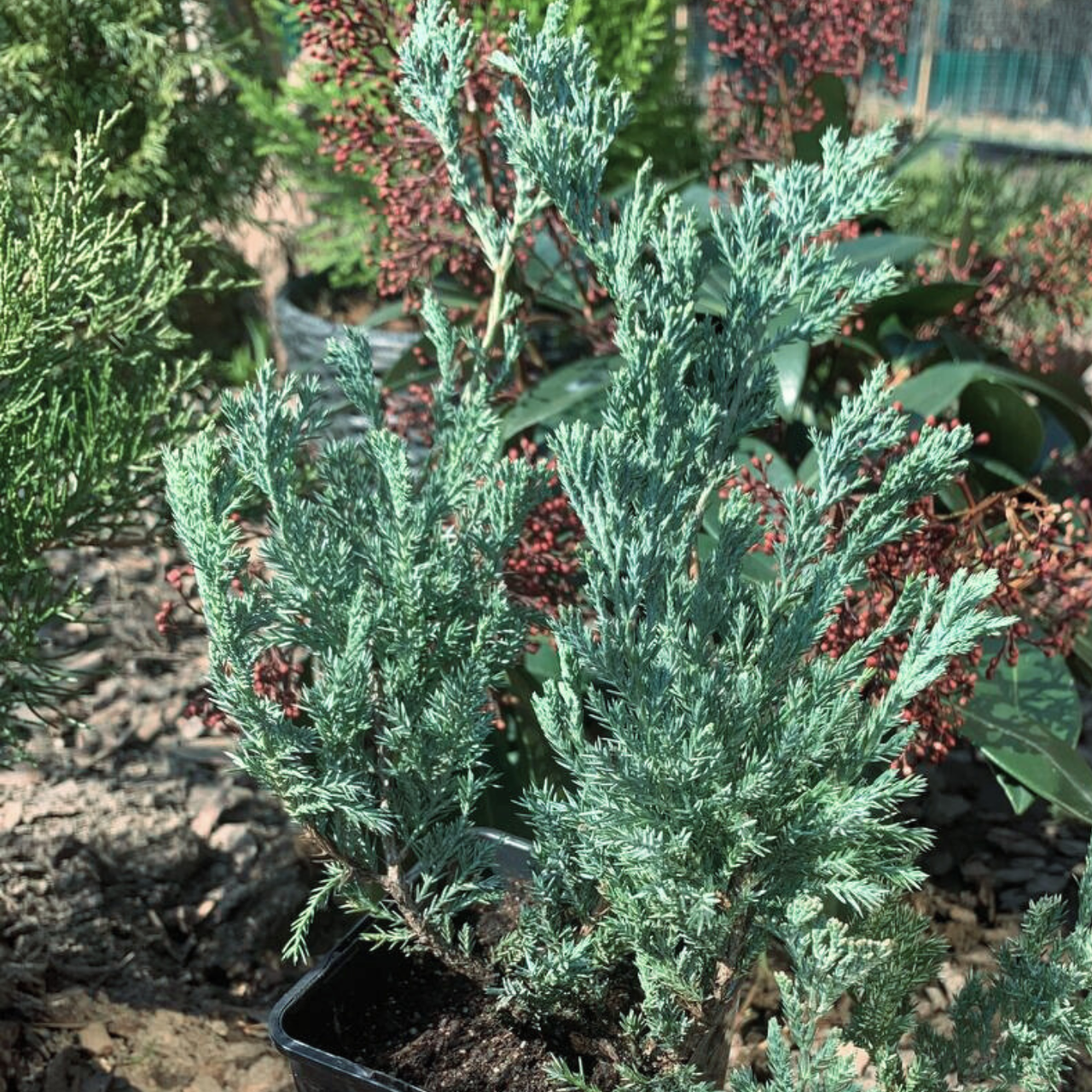 Можжевельник горизонтальный Блю Чип С1 (2669429281) - фото 2 Можжевельник горизонтальный Блю Чип С1 (2669429281) - фото 2