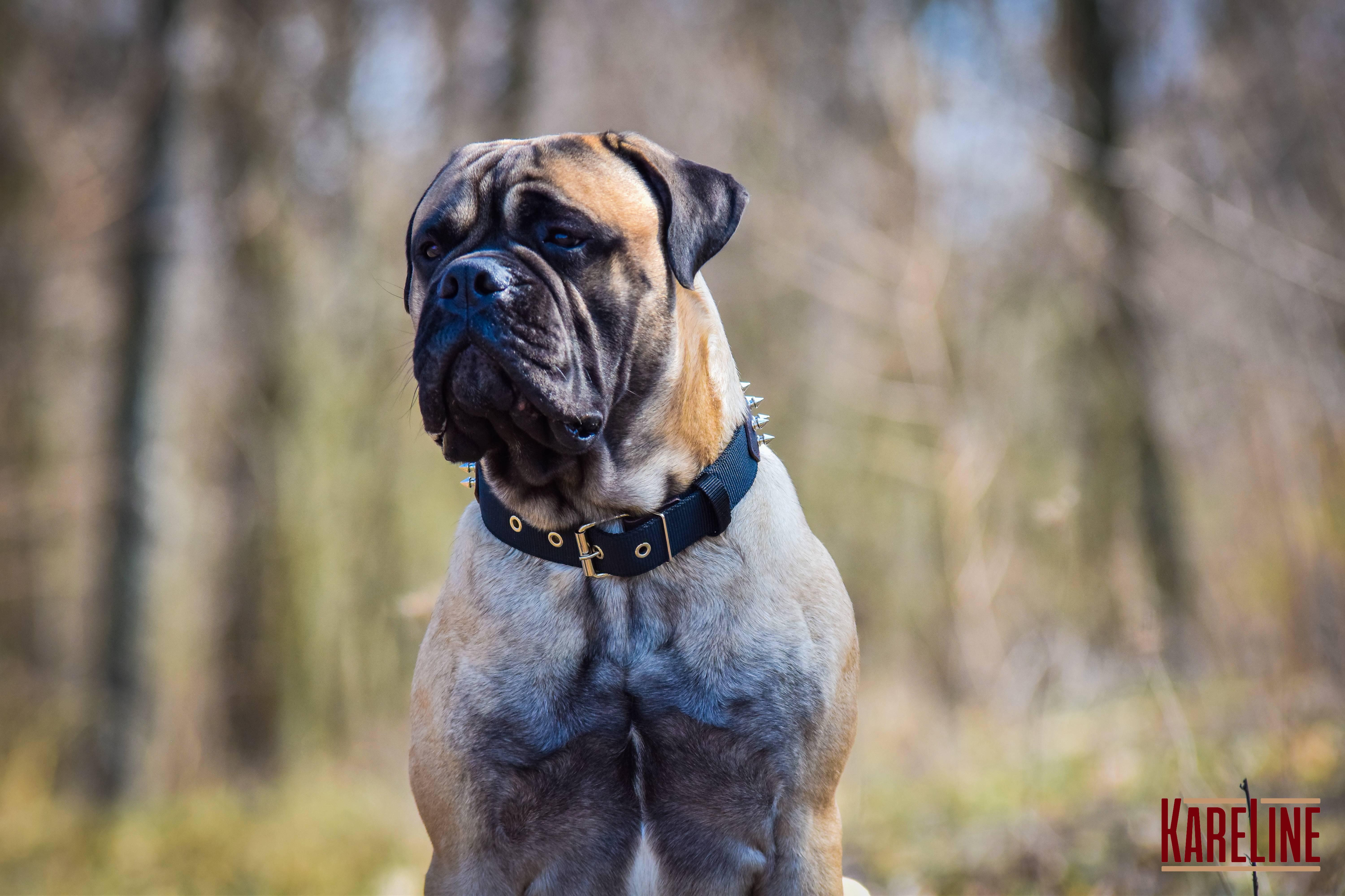 Ошейник KareLine и натуральной кожи с шипами 35 мм 410-510 мм (6606/12) - фото 7 Ошейник KareLine и натуральной кожи с шипами 35 мм 410-510 мм (6606/12) - фото 7