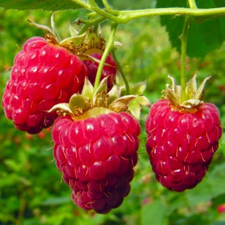 Саженец малины ремонтантной Мономаха (885201413)