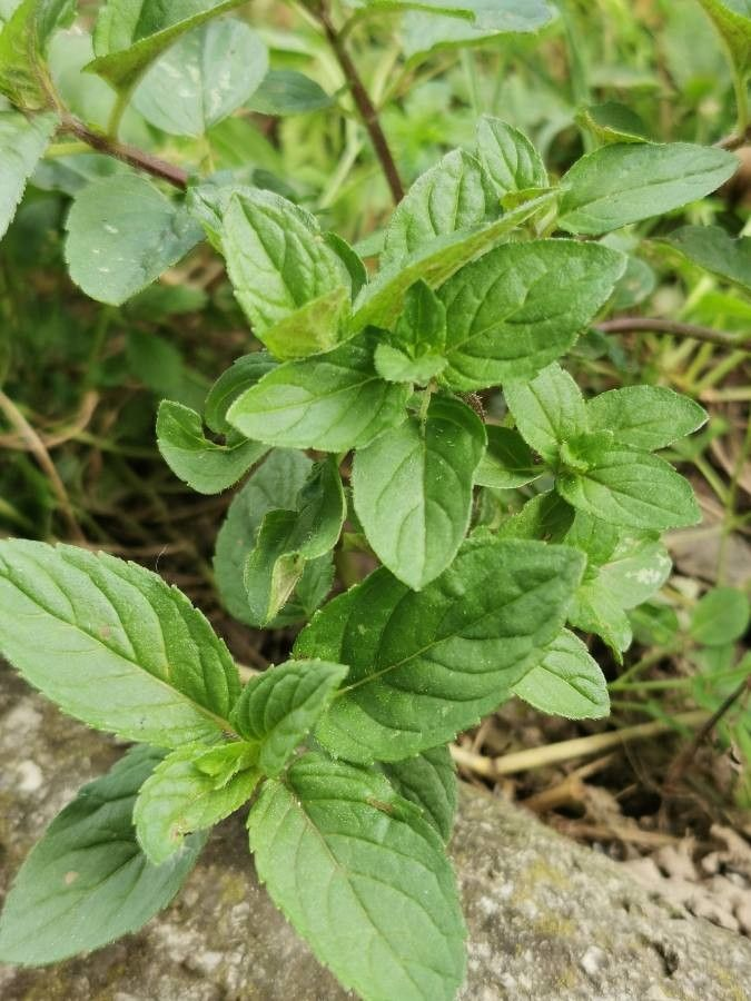 Семена Мята перечная Мохито  0,1 г 1000 шт. (RS-00846)