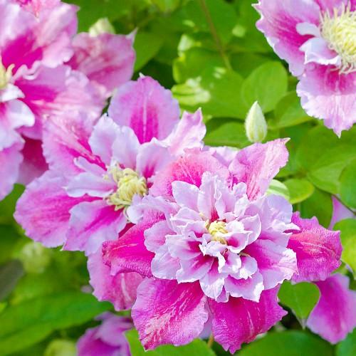 Клематис Piilu Florium - фото 2