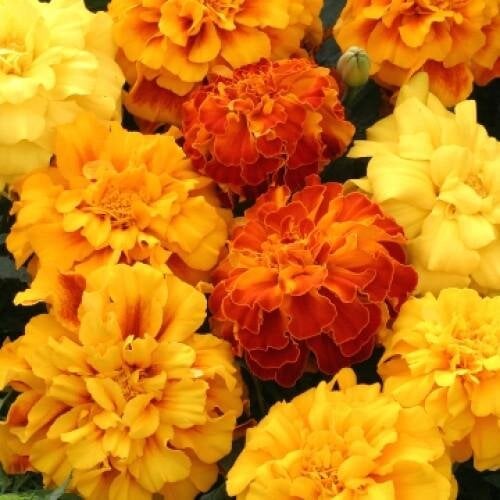 Семена цветов Floranova Бархатцы гибрид Zenith Formula Mix 250 шт. (BN07969-2)