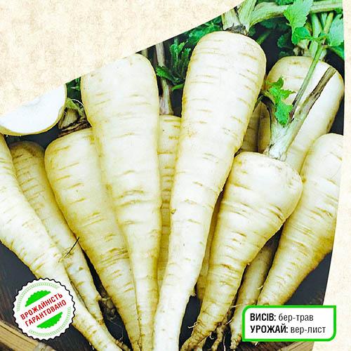 Насіння Петрушка Florium Берлінія коренева (7519) - фото 2 Насіння Петрушка Florium Берлінія коренева (7519) - фото 2