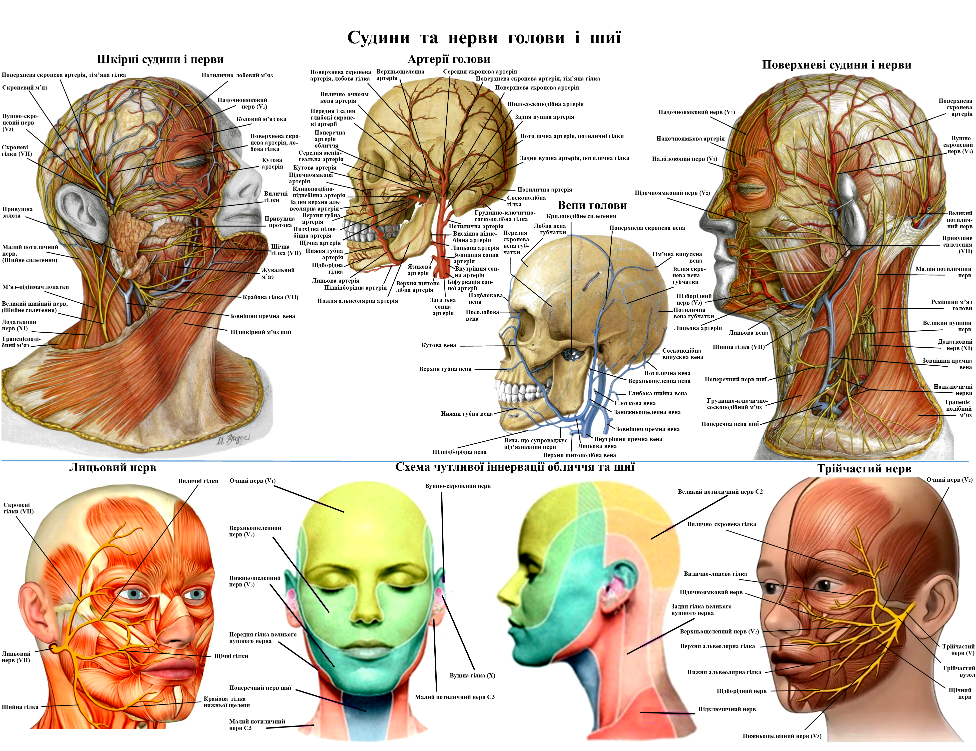Плакат анатомічний Судини та нерви обличчя 52х67 см