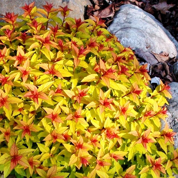 Саджанець спіреї японської Spiraea japonica Magic Carpet Р9 (1041588665) - фото 2 Саджанець спіреї японської Spiraea japonica Magic Carpet Р9 (1041588665) - фото 2