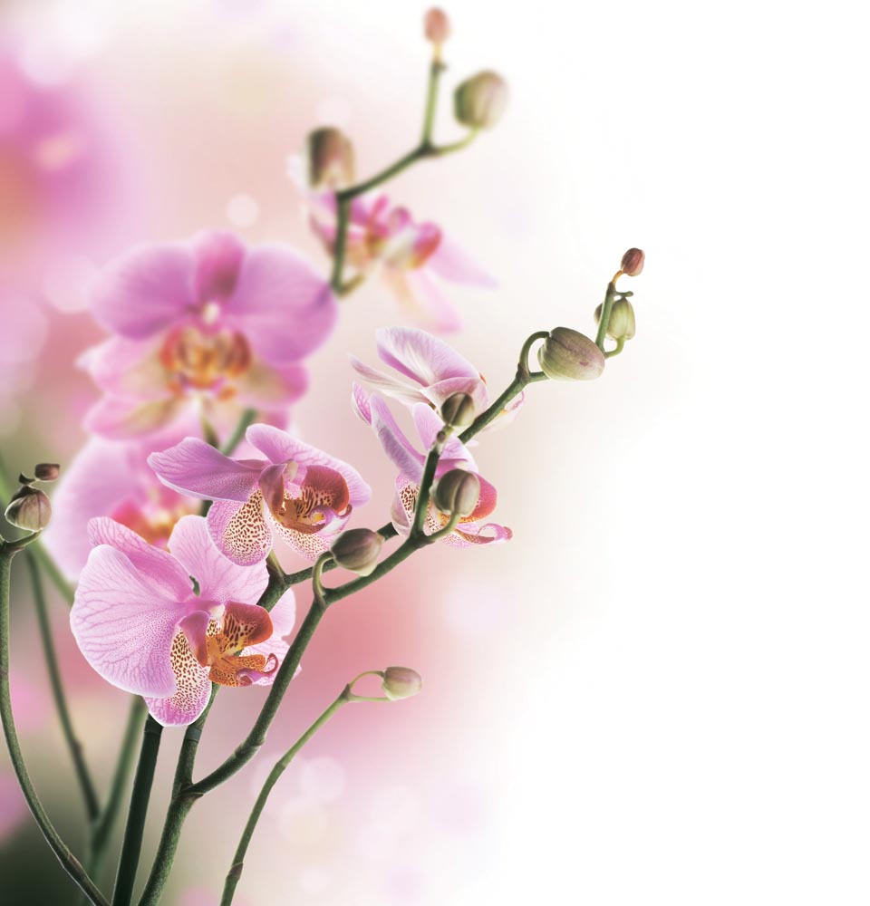 Фотообои WS Wallpaper Ветка орхидеи 240x260 см (31048)