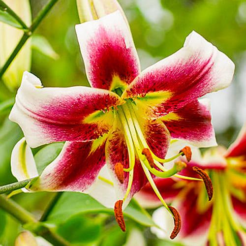 Лилия Leslie Woodriff Florium (3851) - фото 2 Лилия Leslie Woodriff Florium (3851) - фото 2