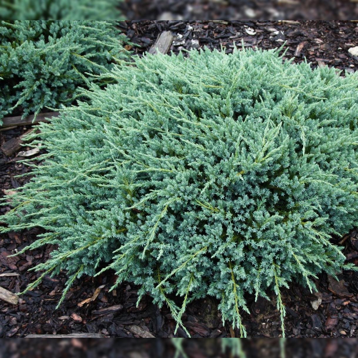 Саджанець ялівцю лускатого Juniperus squamata Blue Carpet Р9 (645170876) Саджанець ялівцю лускатого Juniperus squamata Blue Carpet Р9 (645170876)