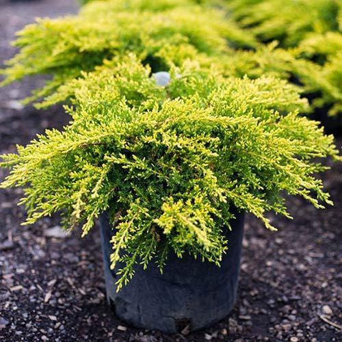 Можжевельник Florium Old Gold (10448)