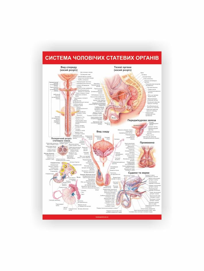 Плакат Vivay Система мужских половых органов 60х40 см (25636133)