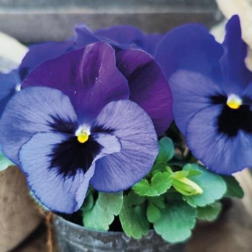Семена цветов Виола Cello Neon Violet Hem Genetics 50 шт. (BN12774-3)
