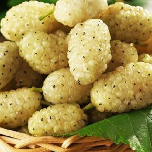 Сажанец Шелковица крупноплодная Медовая летний сорт ранний срок созревания (49605)